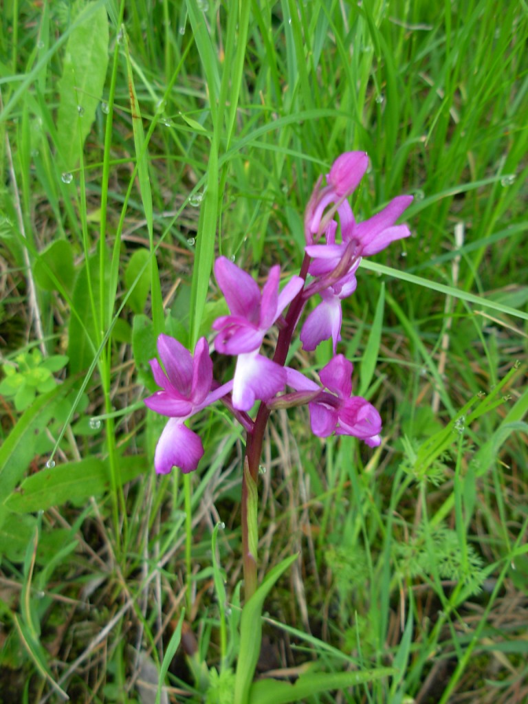 Orchis longicornu?